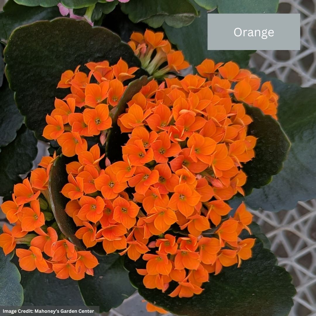 Kalanchoe – 4″ Pot
